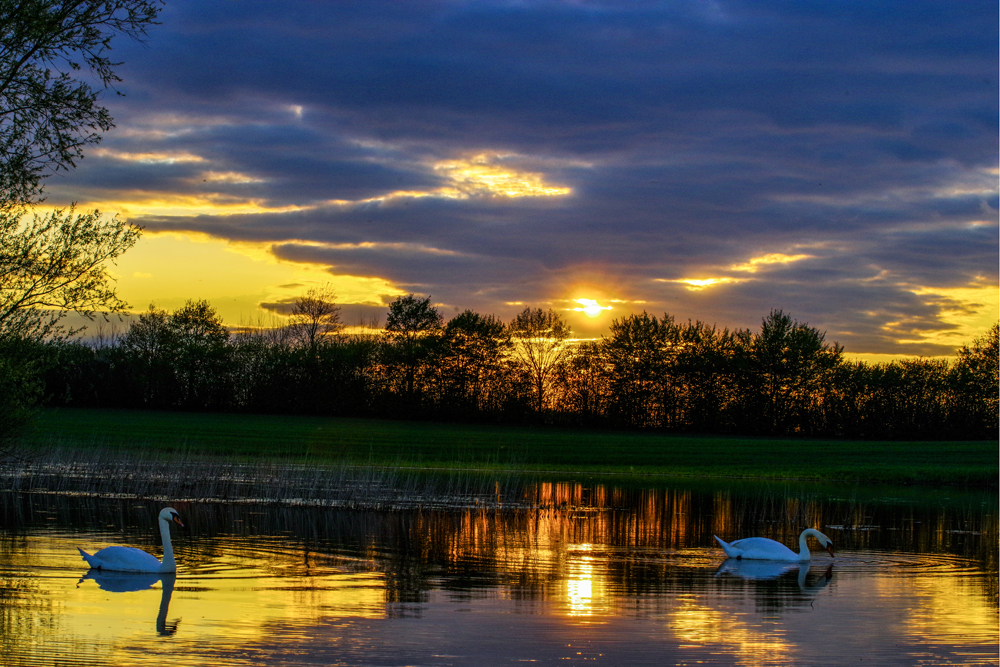 Höckerschwäne in der Abendsonne