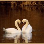 Höckerschwäne verliebt, Cygnes amoureux, Reuss Rottenschwil CH K- 2025-03-06 008 (36) ©