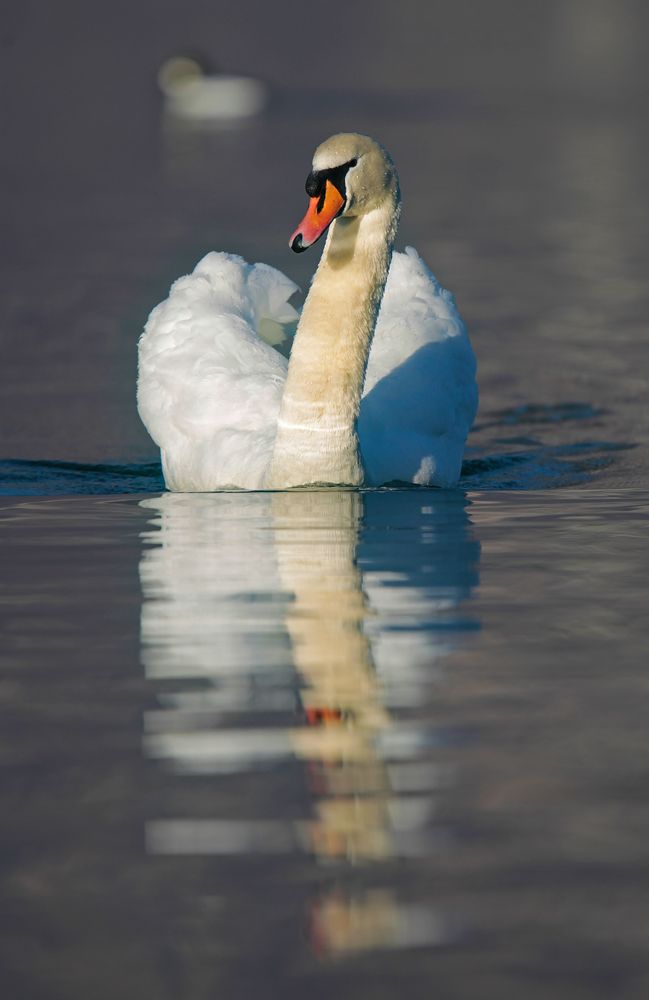 Höckerschwan