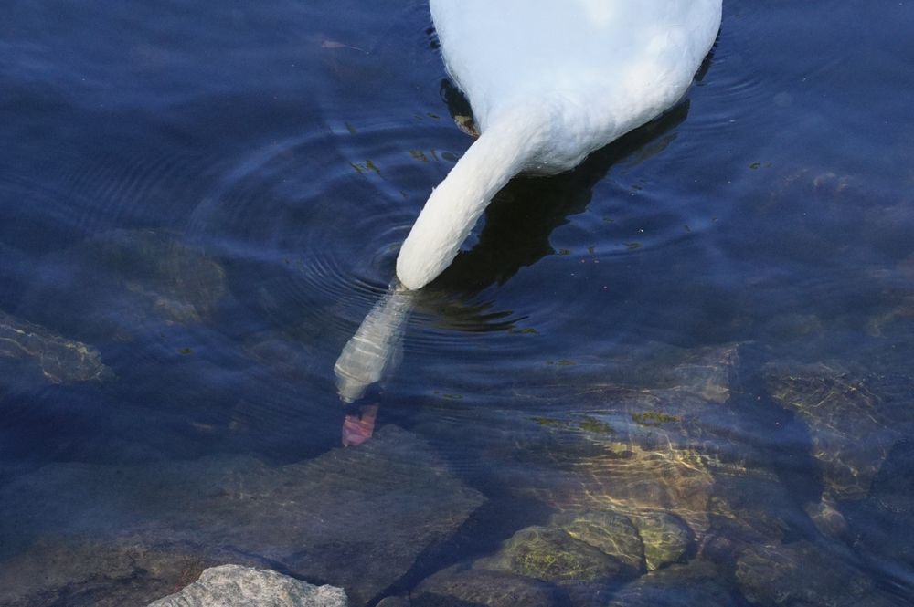 Höckerschwan 