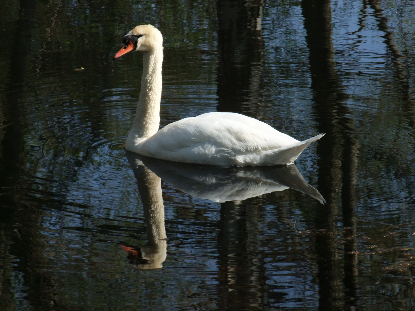 Höckerschwan