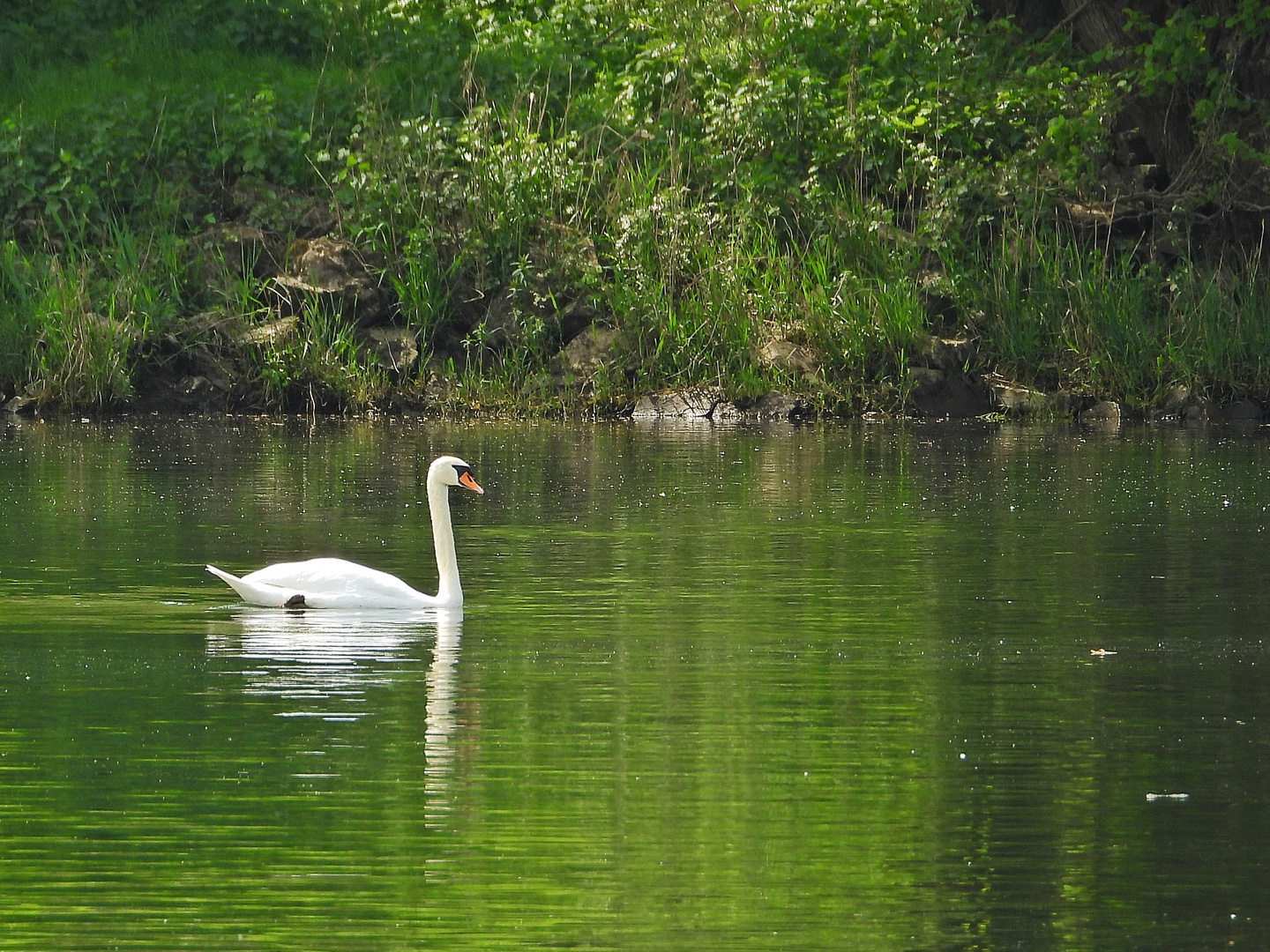 Höckerschwan 02.05.2024) auf der Mosel