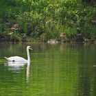 Höckerschwan 02.05.2024) auf der Mosel