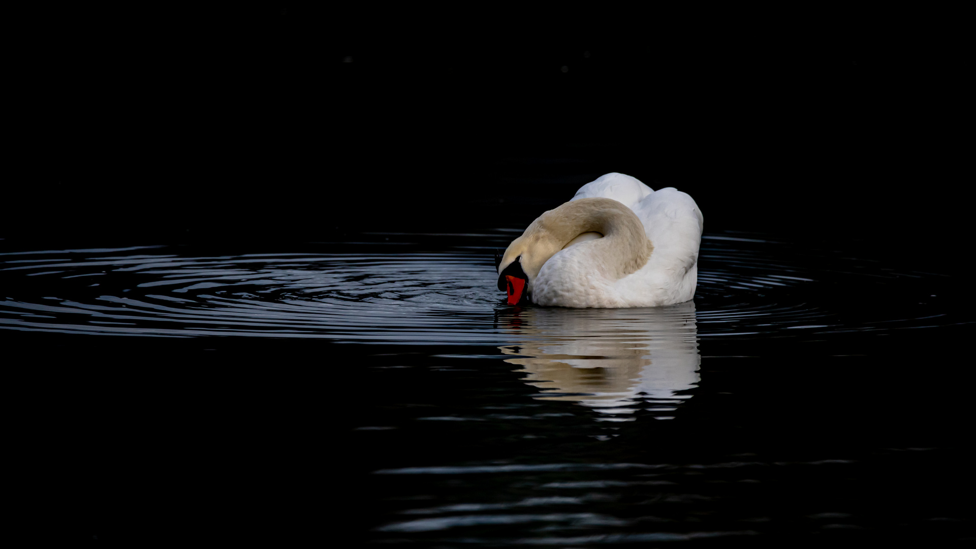 Höckerschwan