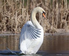 Höckerschwan