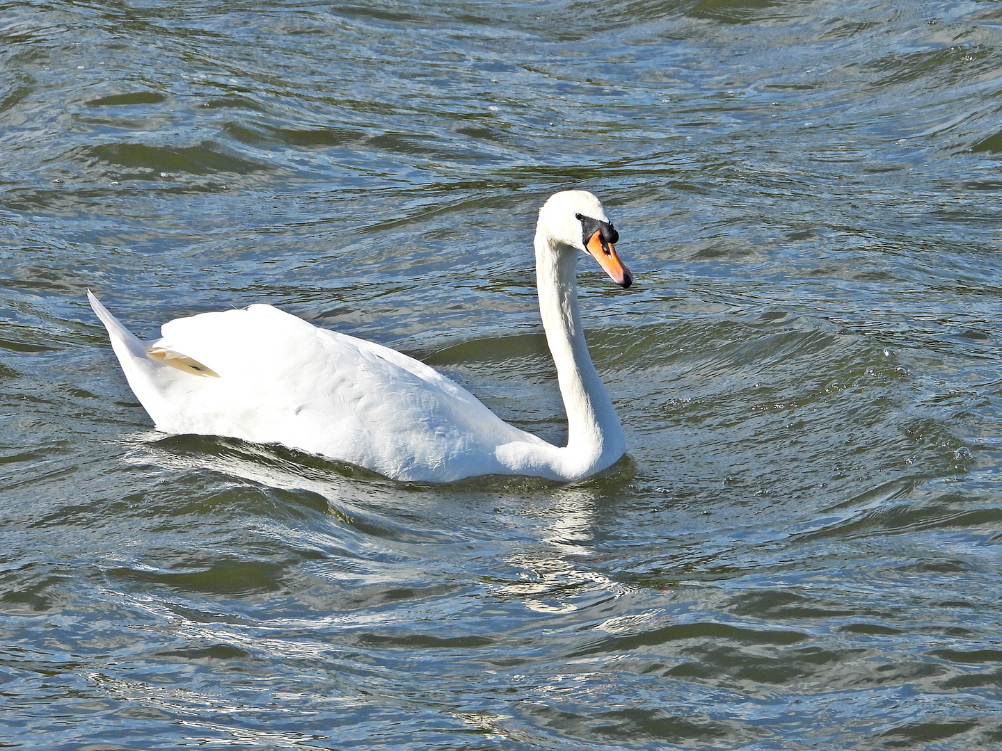 Höckerschwan (04.04.2024)