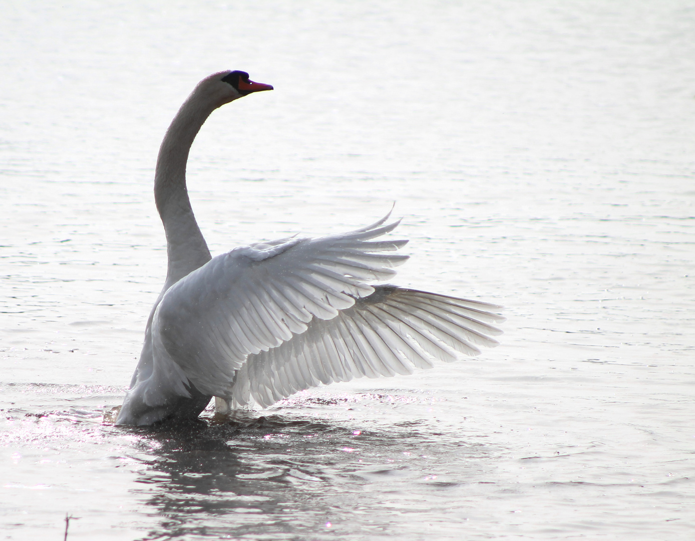 Höckerschwan 