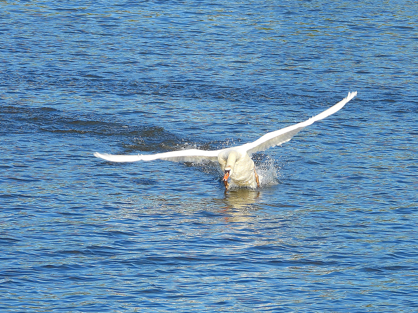 Höckerschwan (05.09.2023)