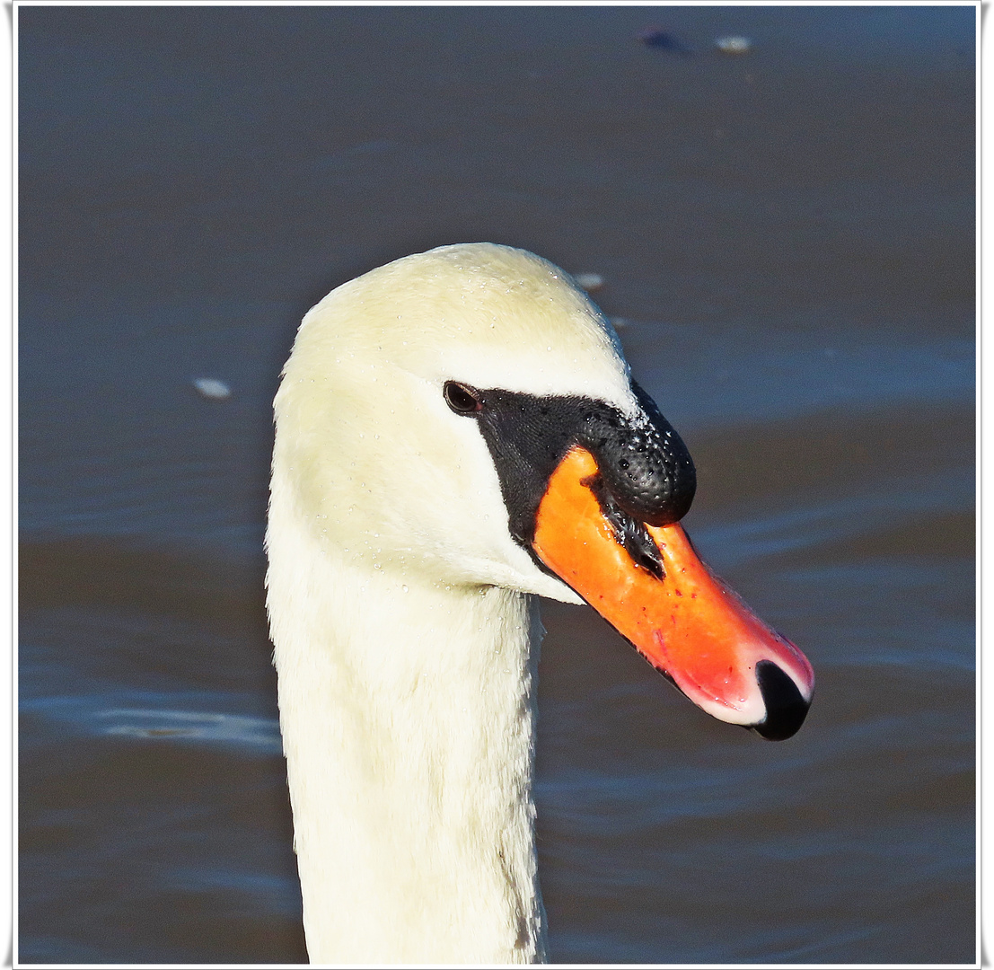 Höckerschwan (06.02.2023)