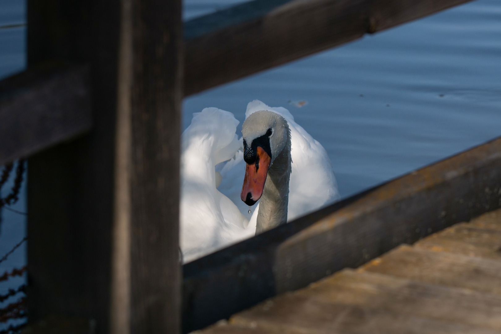 Höckerschwan