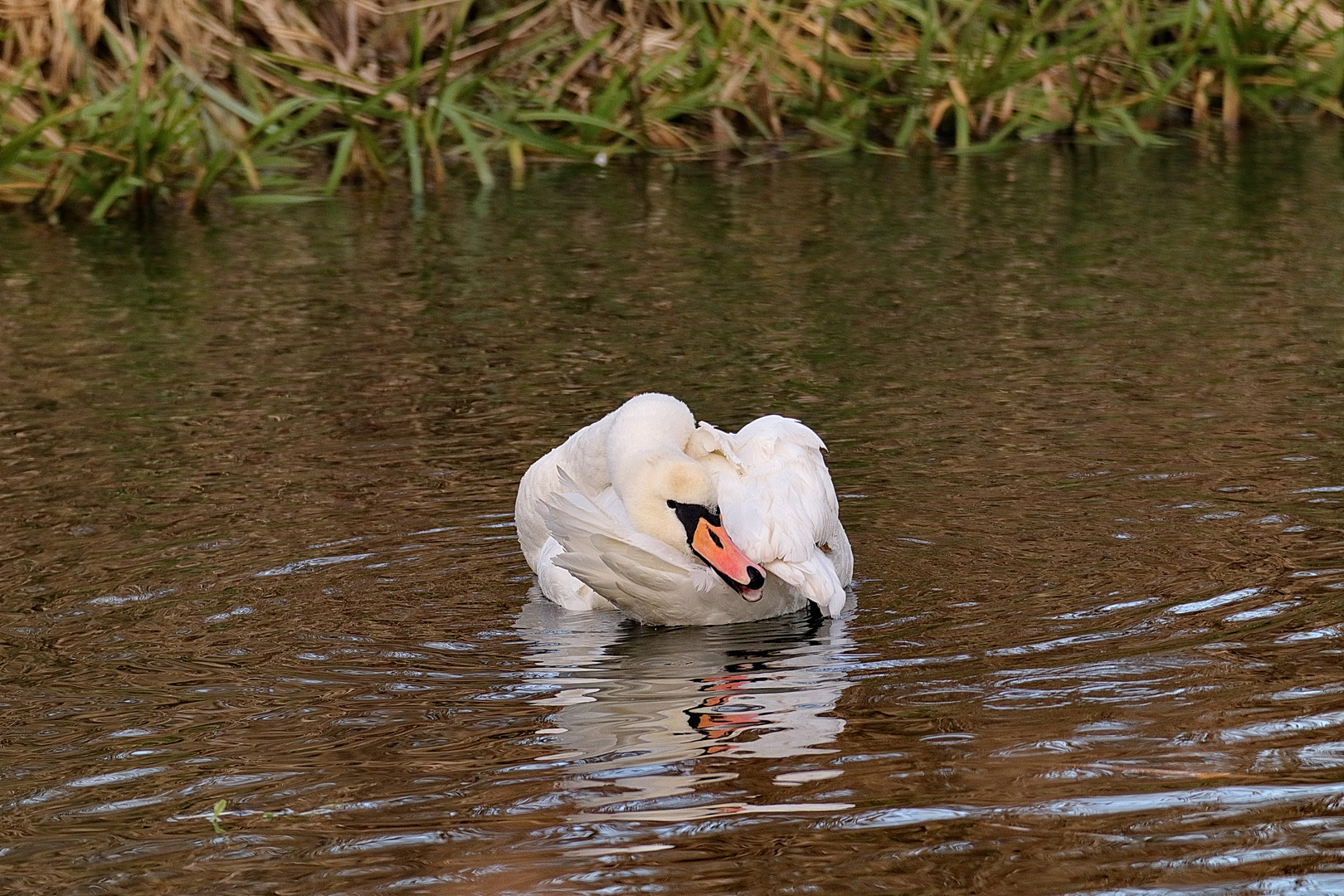 Höckerschwan 1