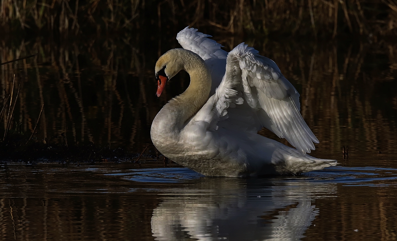 Höckerschwan