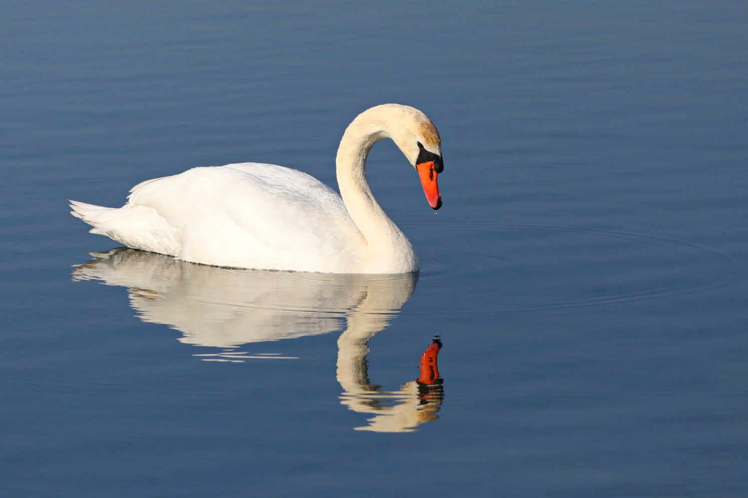 Höckerschwan