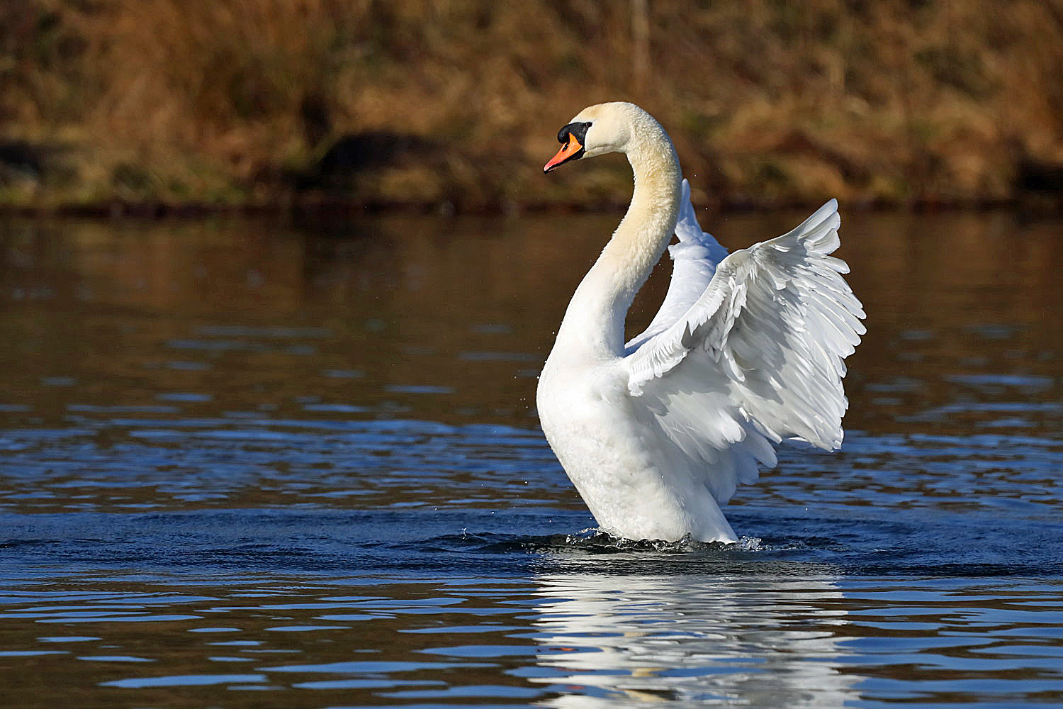 Höckerschwan