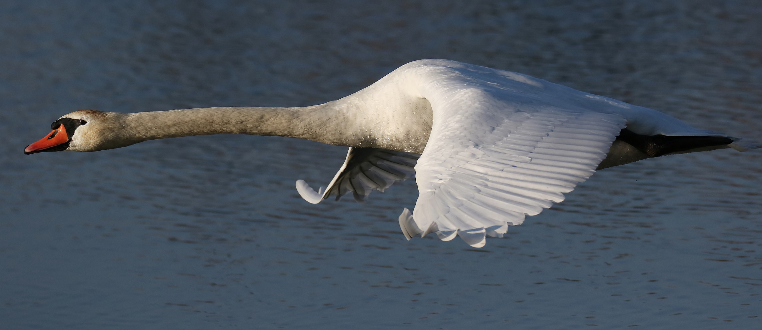 Höckerschwan