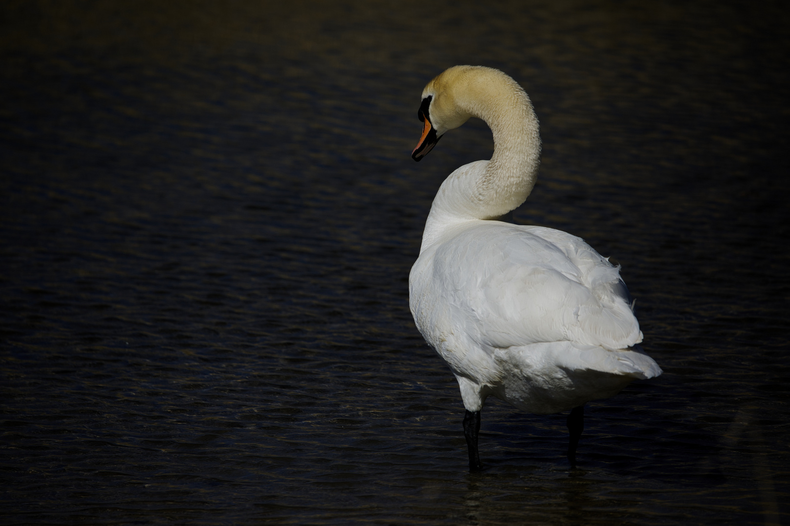 Höckerschwan