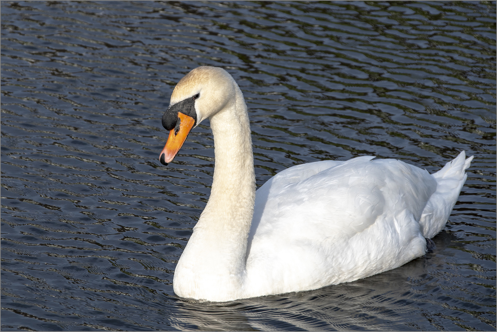 Höckerschwan