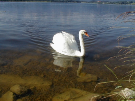 Höckerschwan