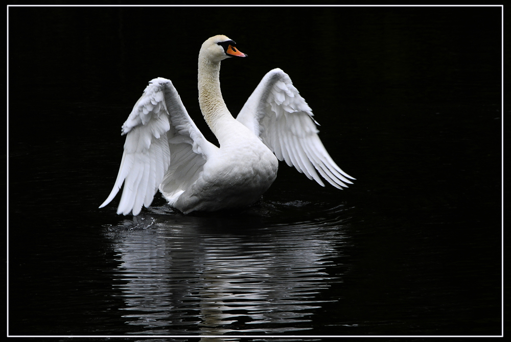 Höckerschwan