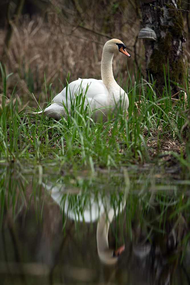 Höckerschwan