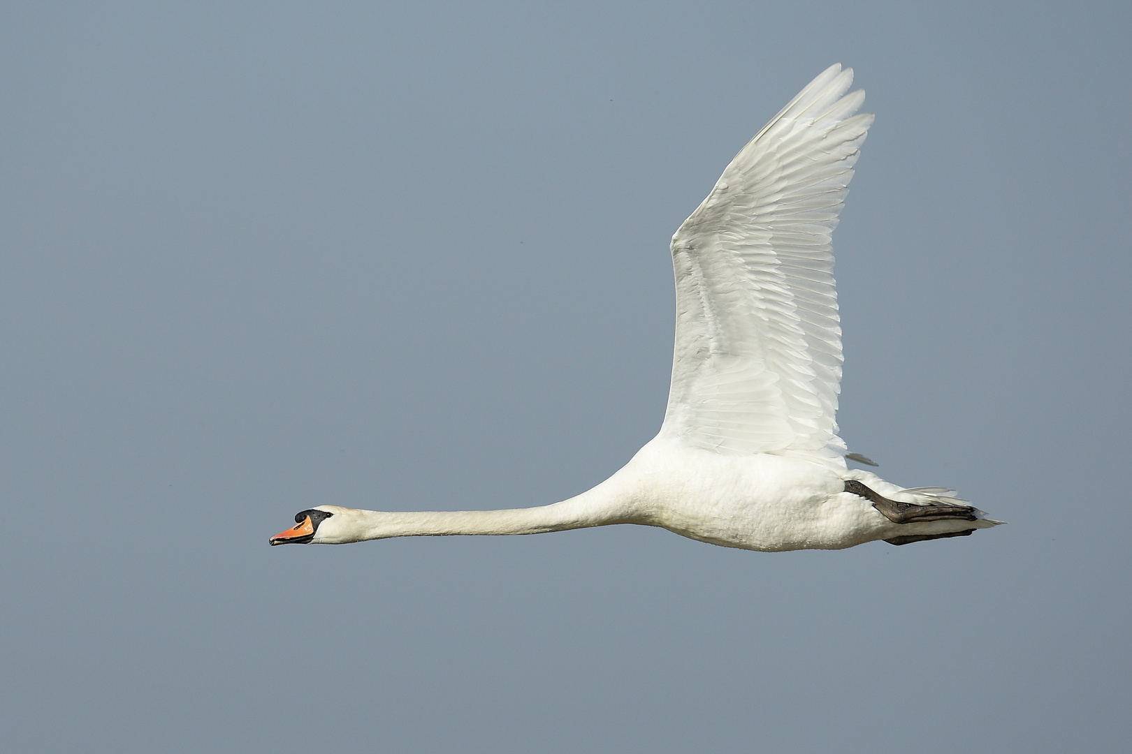 Höckerschwan