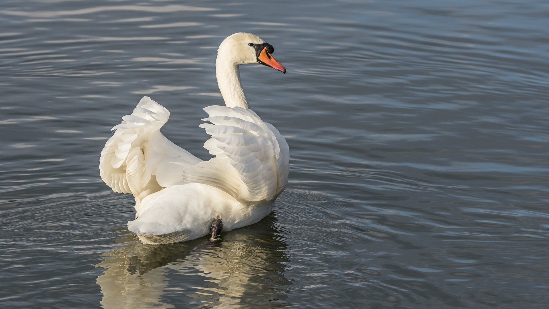 Höckerschwan