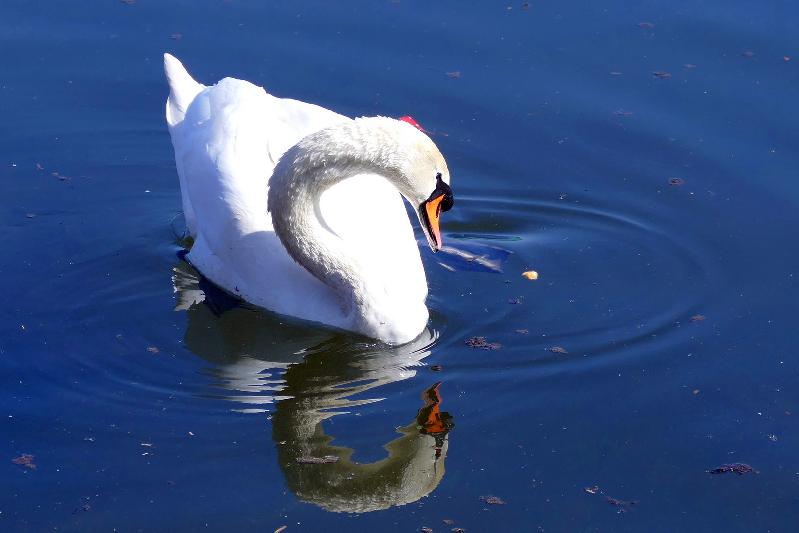 Höckerschwan