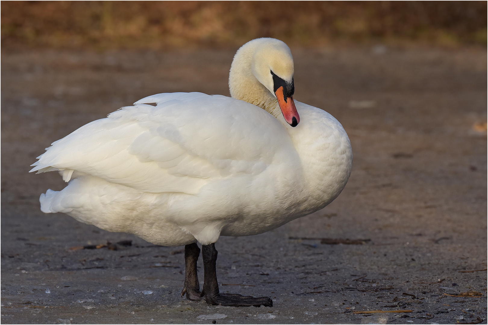 Höckerschwan