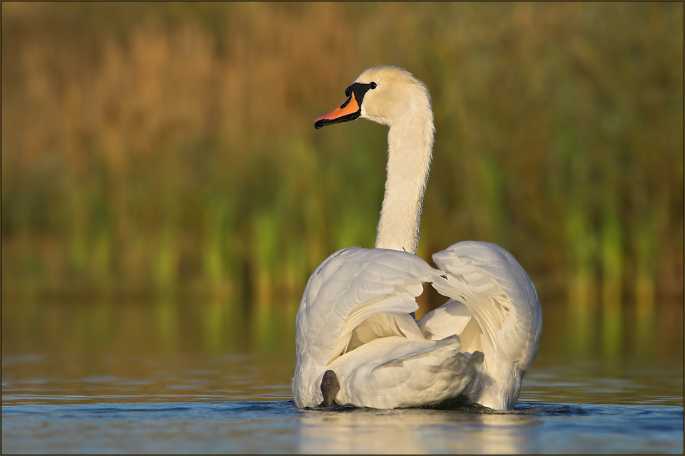 Höckerschwan