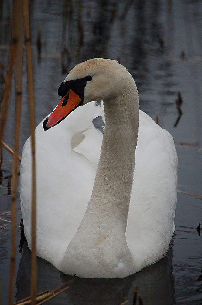 Höckerschwan