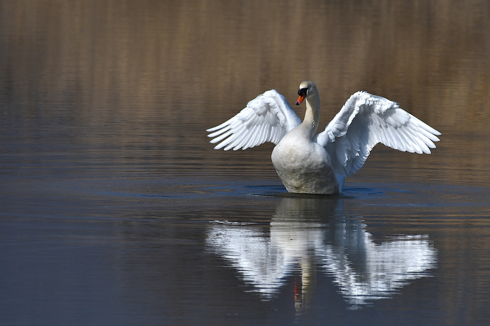 Höckerschwan