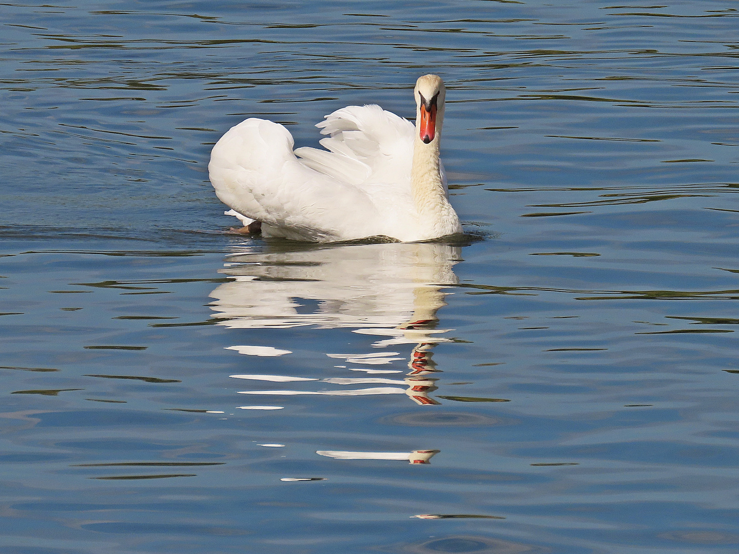 Höckerschwan 2 (05.09.2022)