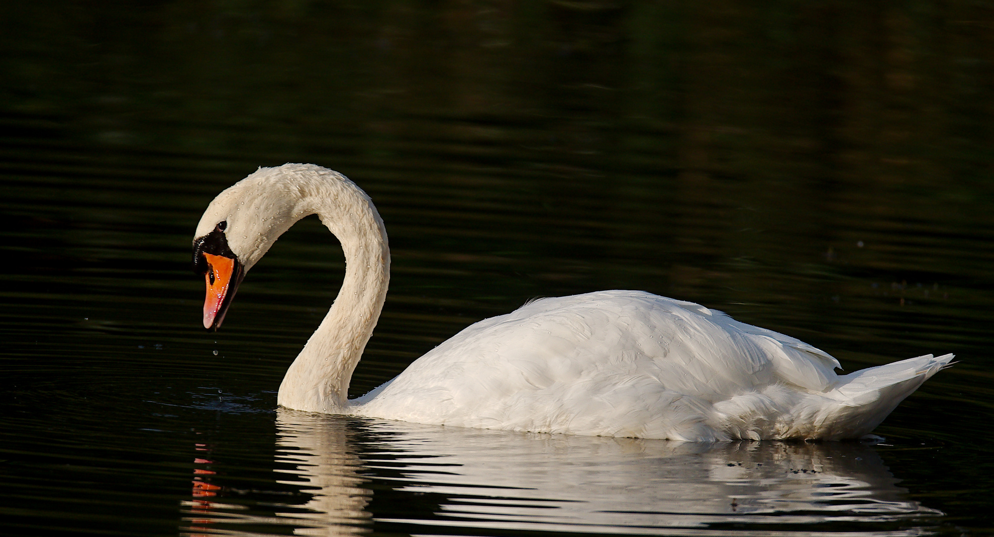 Höckerschwan 2