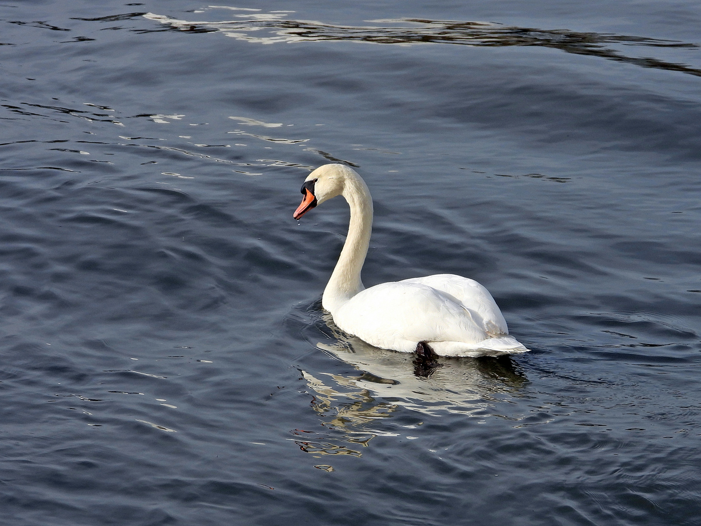 Höckerschwan (25.01.2024)