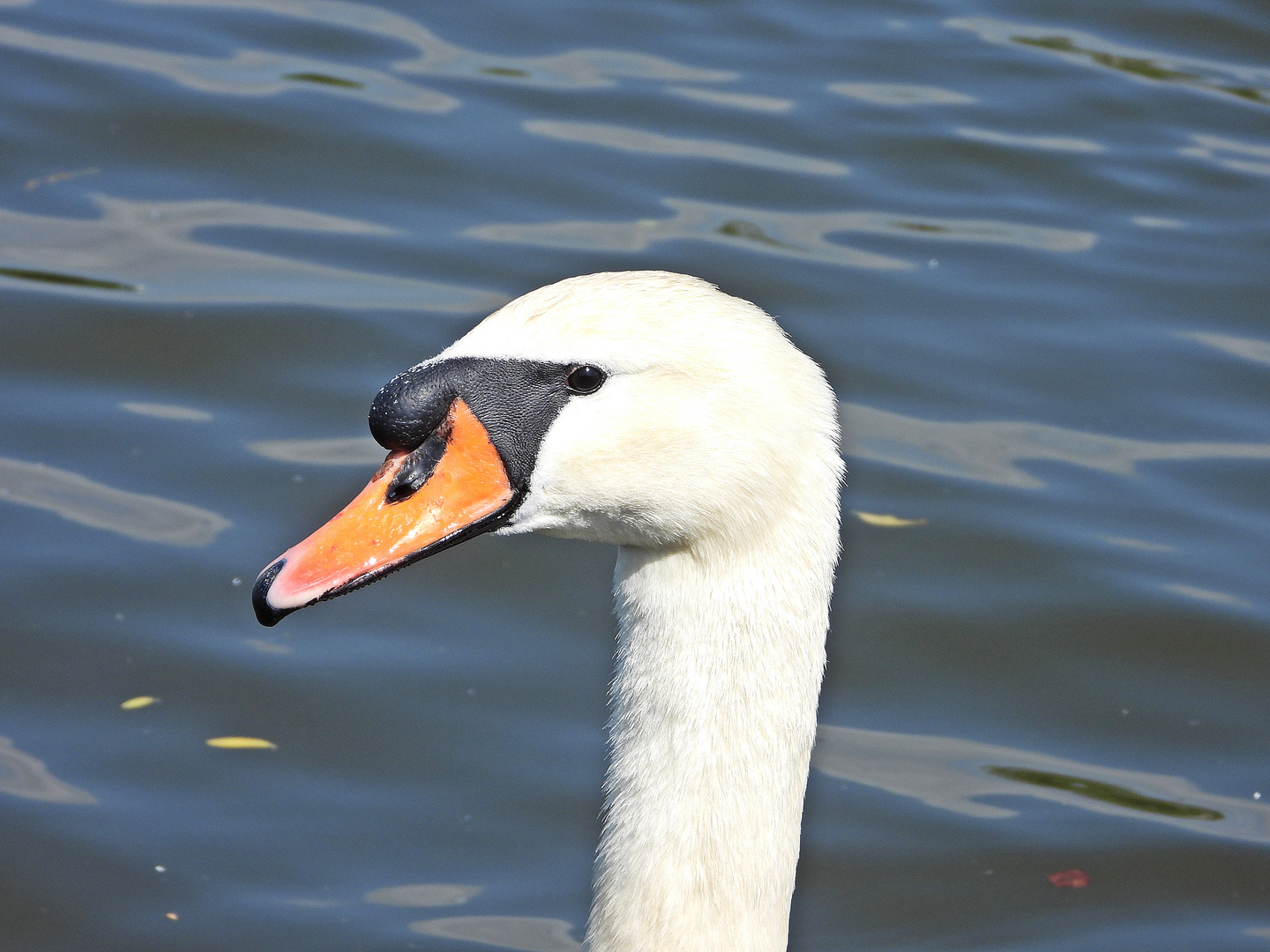 Höckerschwan (26.05.2023)