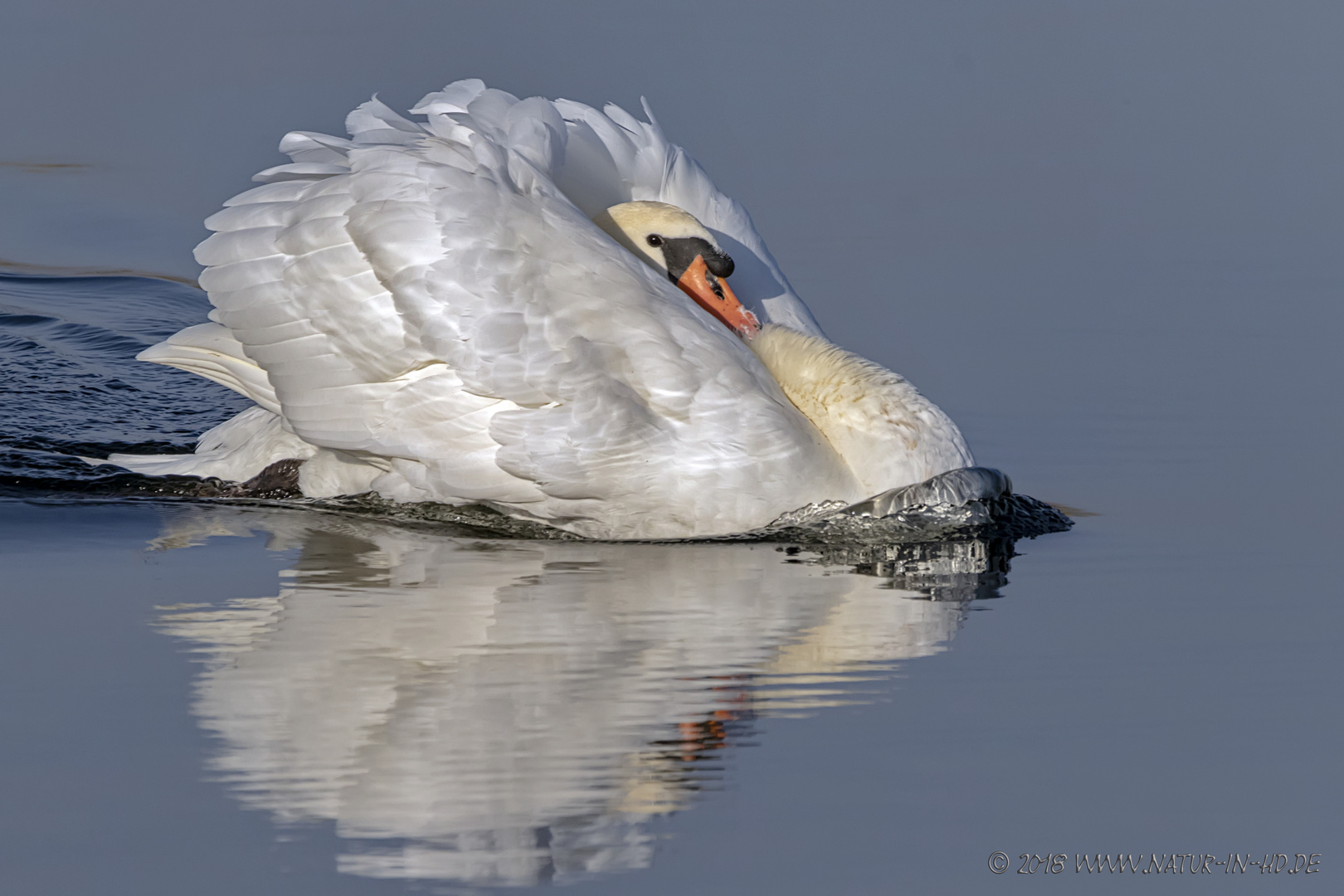 Höckerschwan . . .