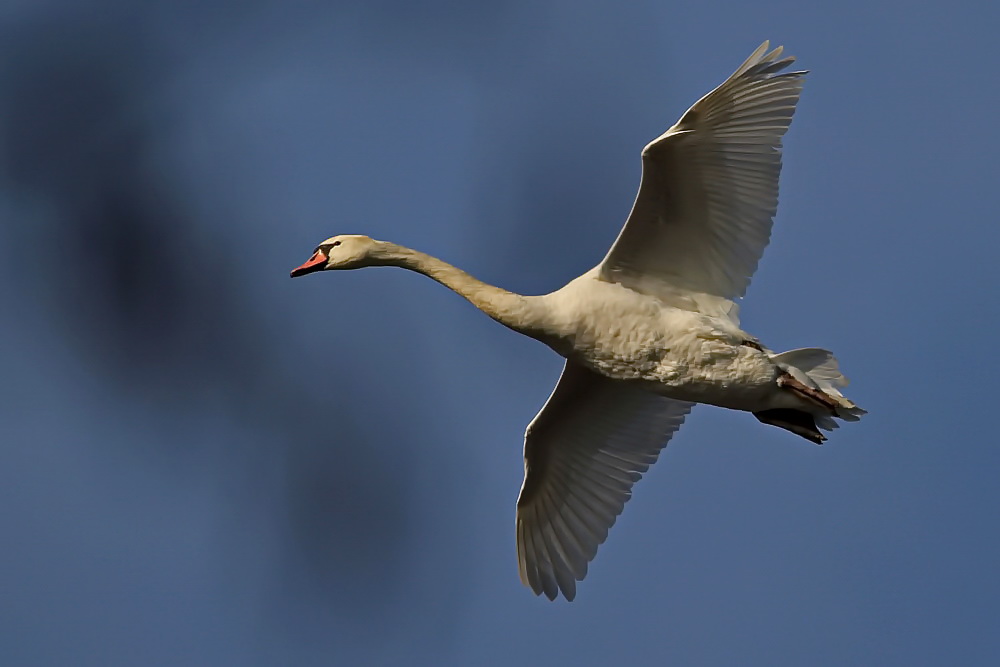 Höckerschwan