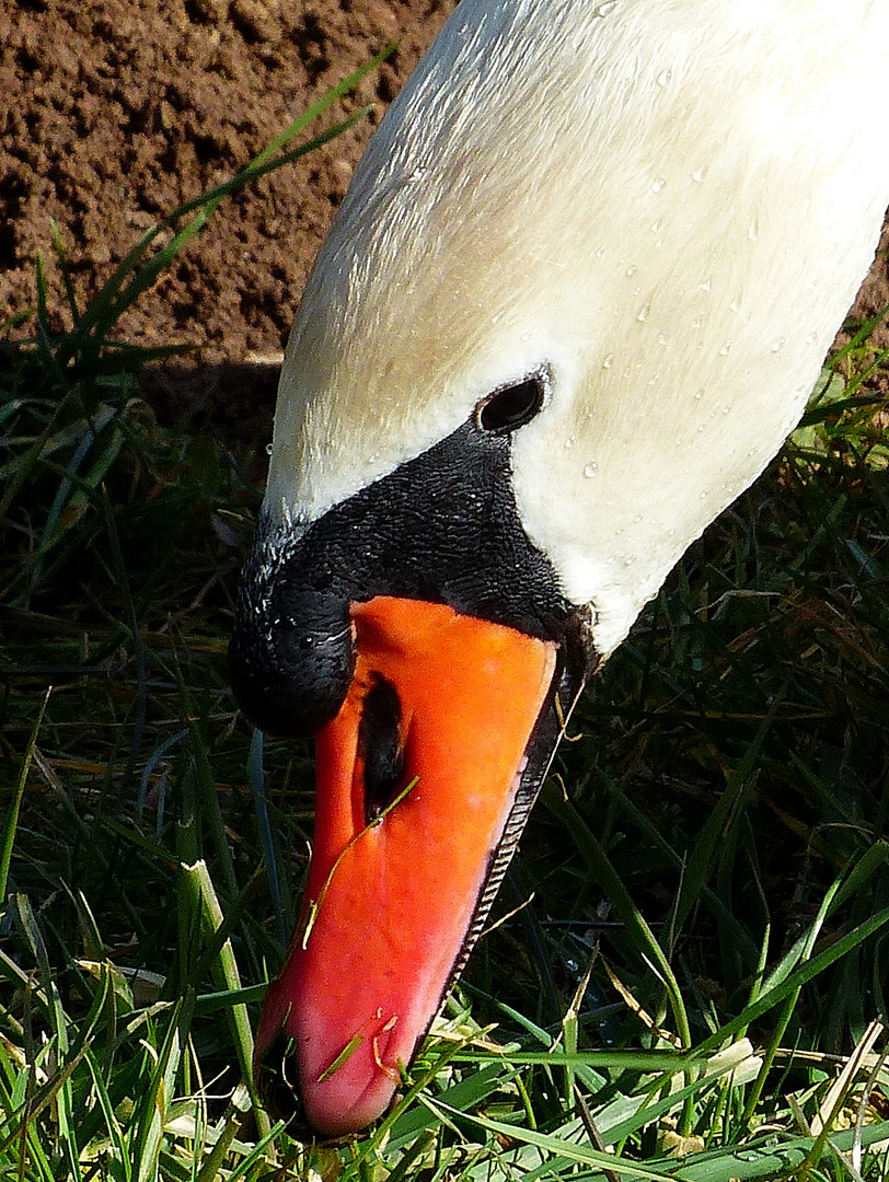 Höckerschwan