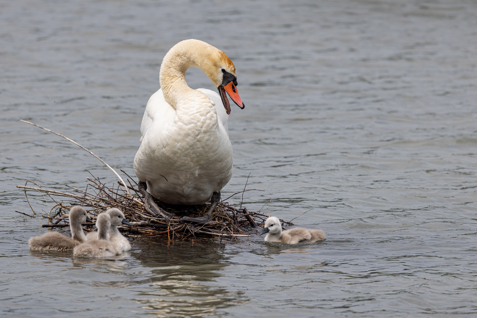 Höckerschwan 