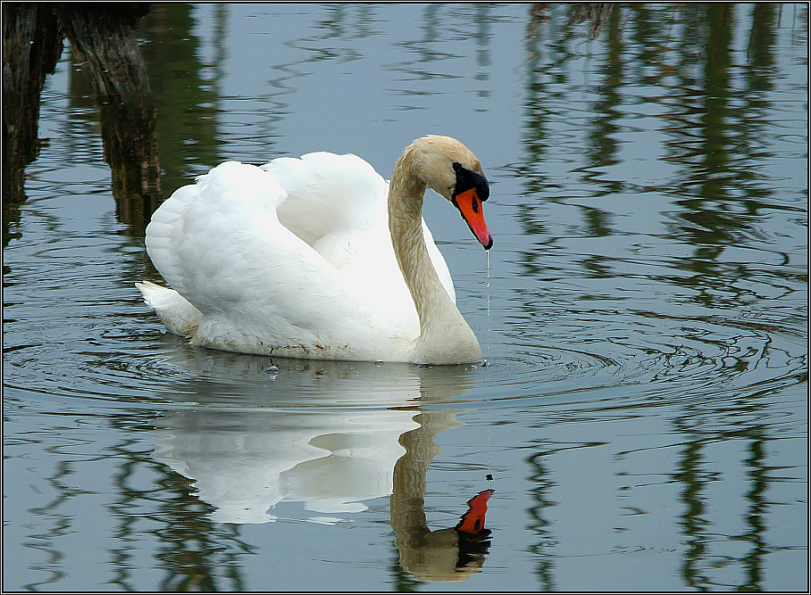 Höckerschwan