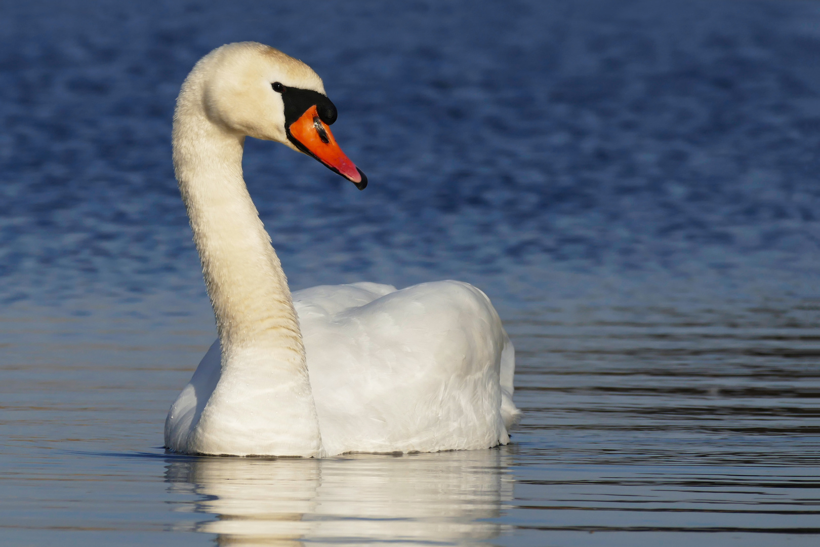 Höckerschwan (3)