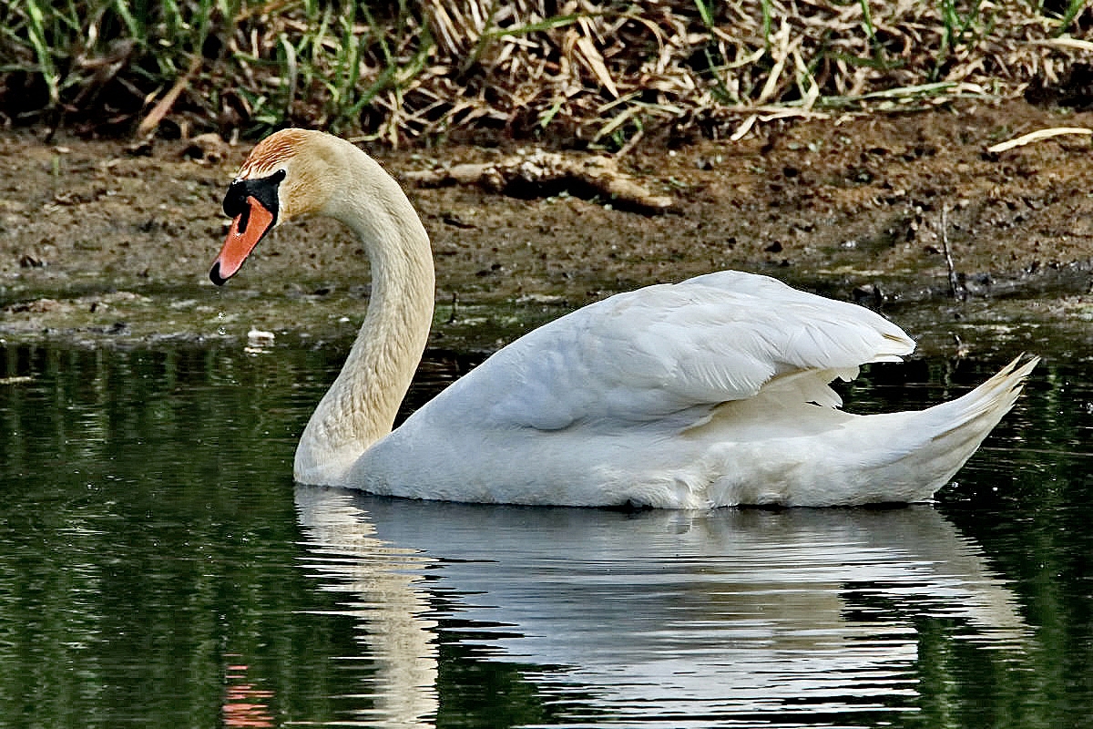 Höckerschwan