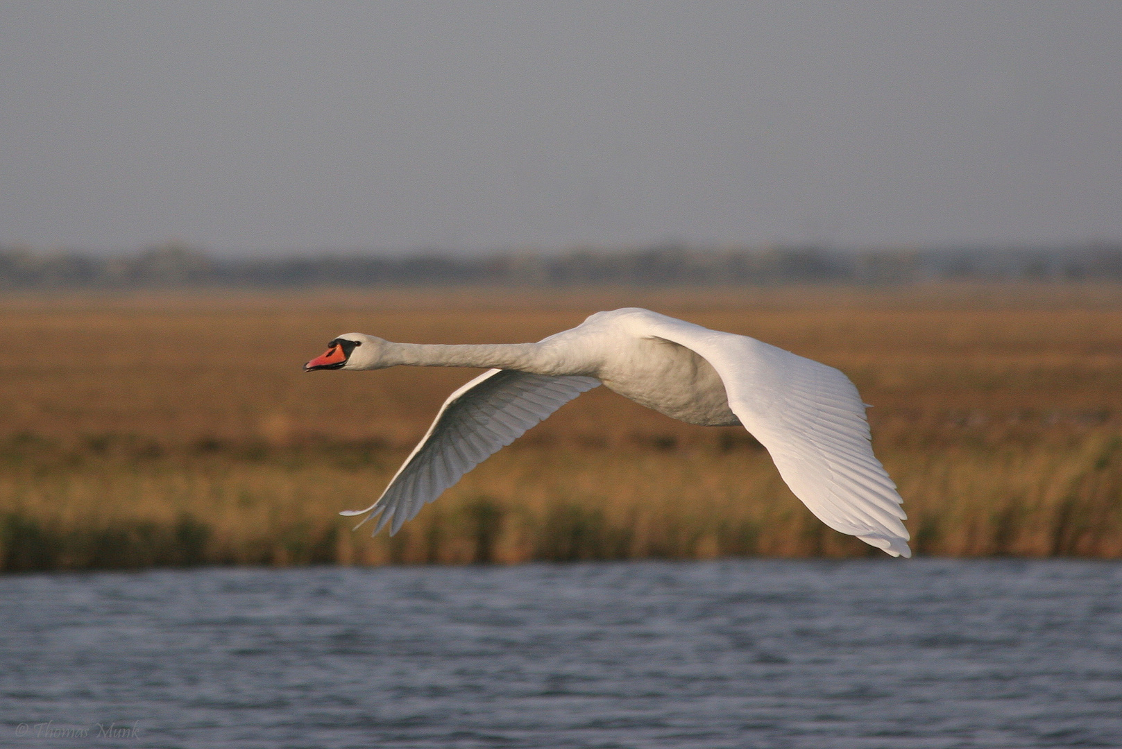 Höckerschwan