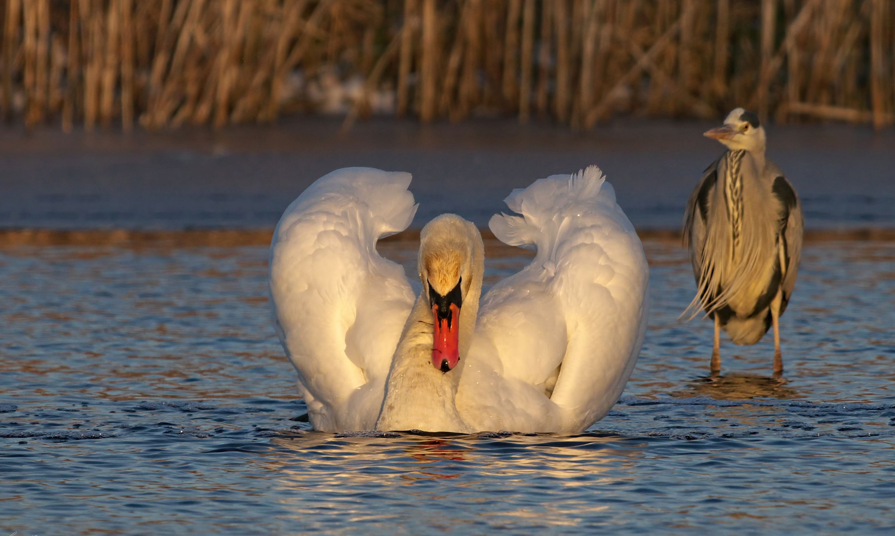 * Höckerschwan *