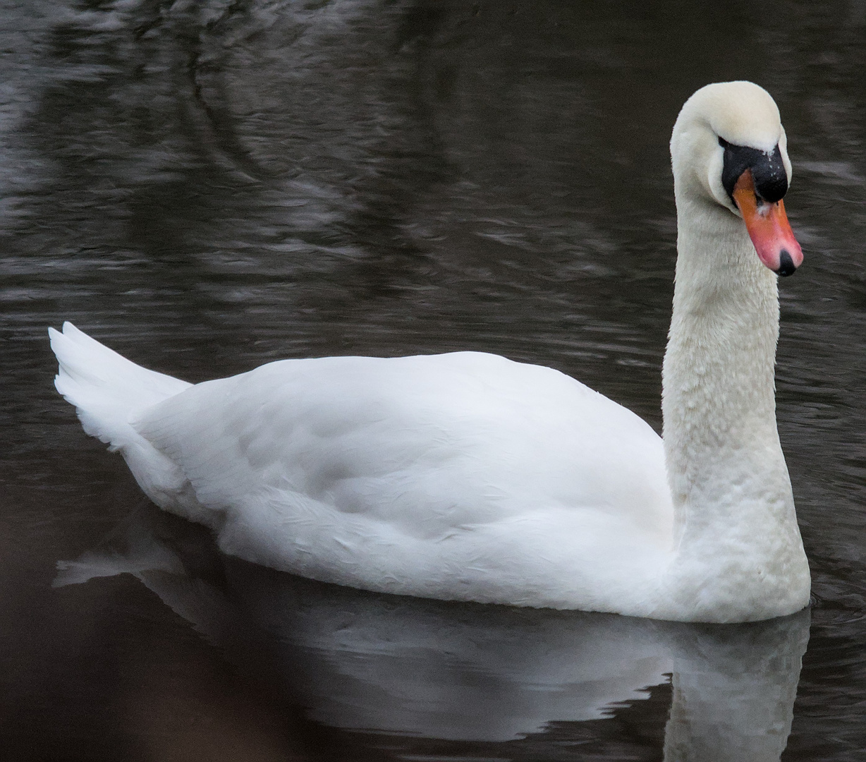 Höckerschwan