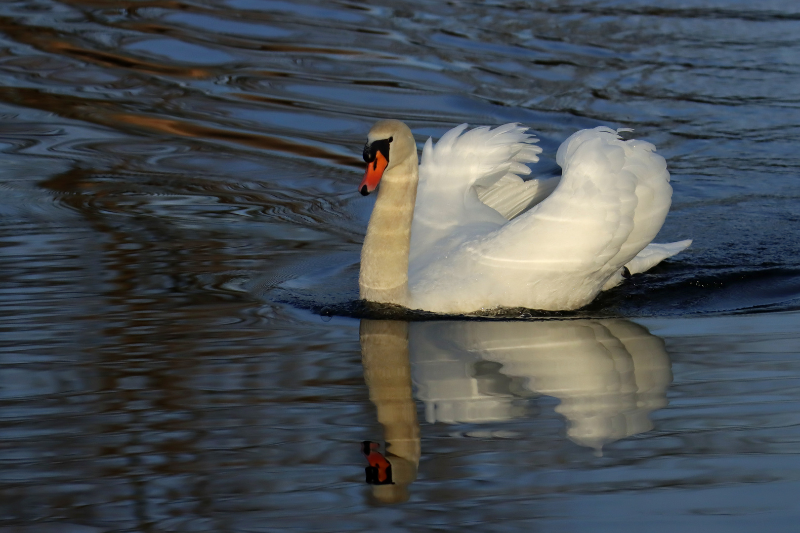 Höckerschwan