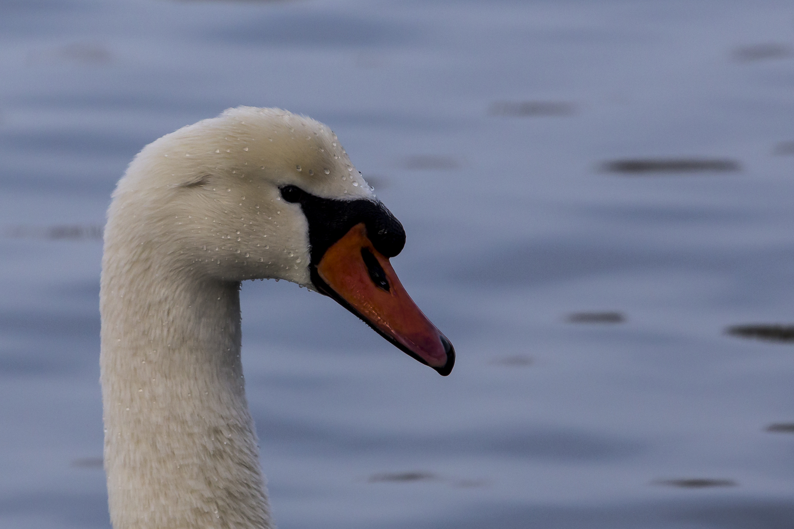 Höckerschwan