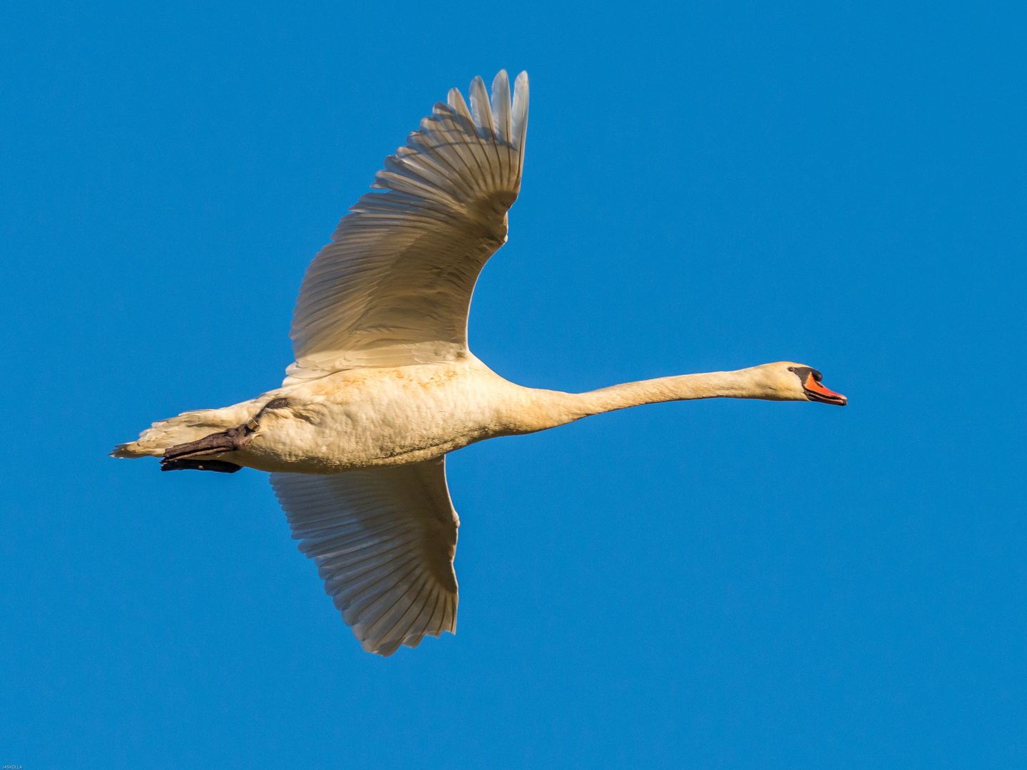 Höckerschwan