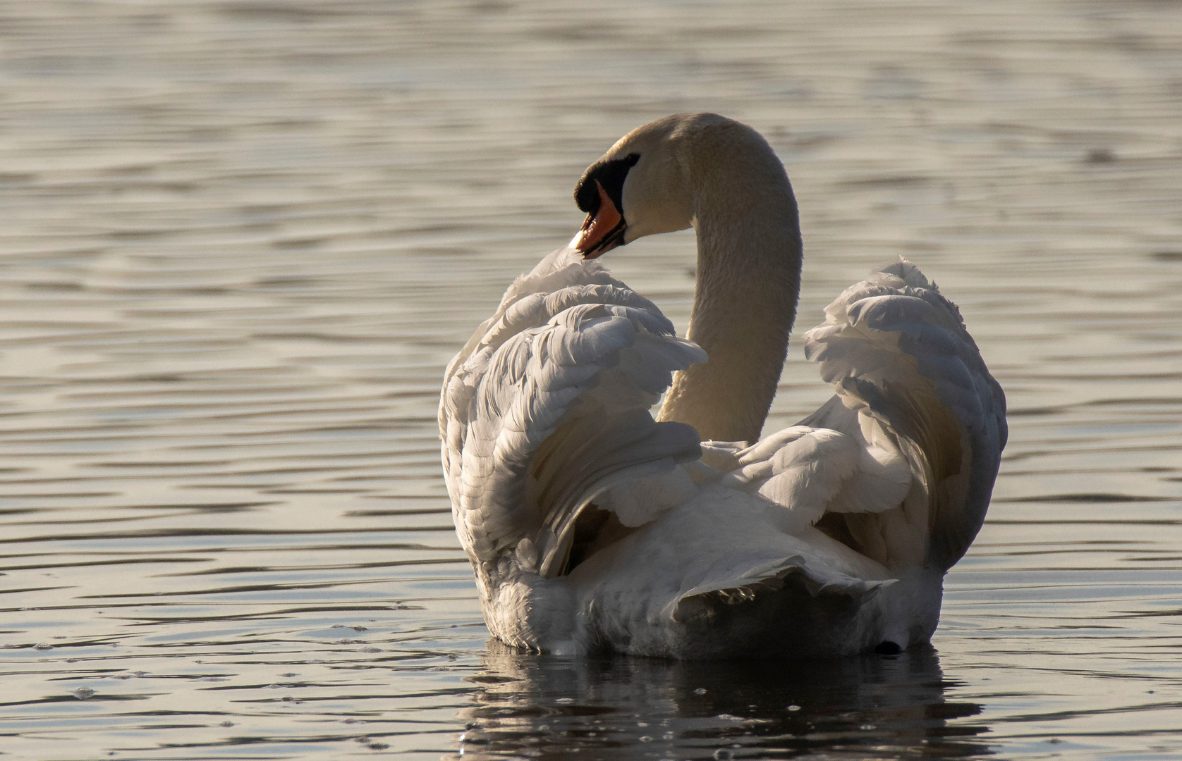 Höckerschwan