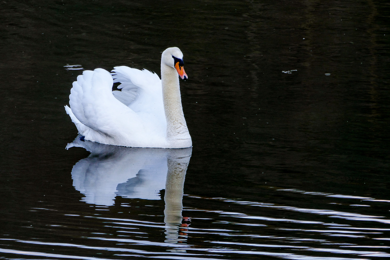 Höckerschwan